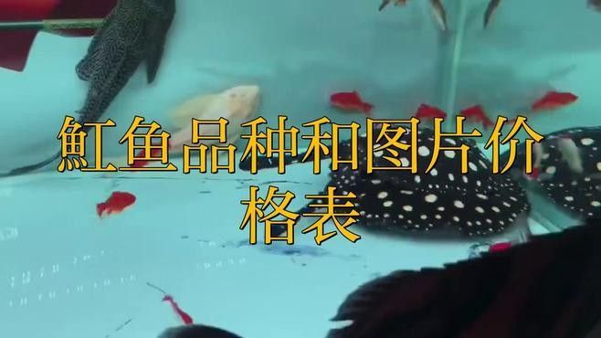 魟魚屬于哪個(gè)檔次（如何飼養(yǎng)魟魚） 魟魚屬于哪個(gè)檔次（如何飼養(yǎng)魟魚） 觀賞魚百科 第8張