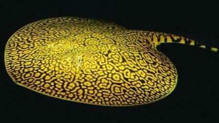魟魚屬于哪個(gè)檔次（如何飼養(yǎng)魟魚） 魟魚屬于哪個(gè)檔次（如何飼養(yǎng)魟魚） 觀賞魚百科 第7張