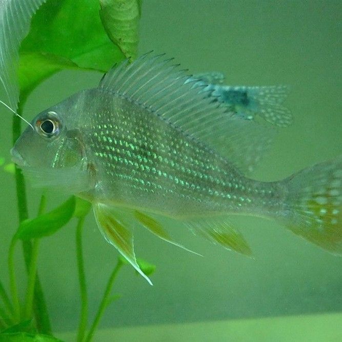 朱巴利魚最忌三種食物（掌握這4個“投喂密碼”,魚兒不撐死、不生病）