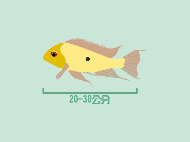 朱巴利魚最忌三種食物（掌握這4個“投喂密碼”,魚兒不撐死、不生病）