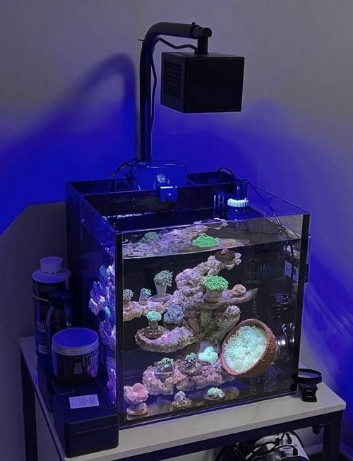 6000k魚缸照明燈（6000k色溫的魚缸照明燈）