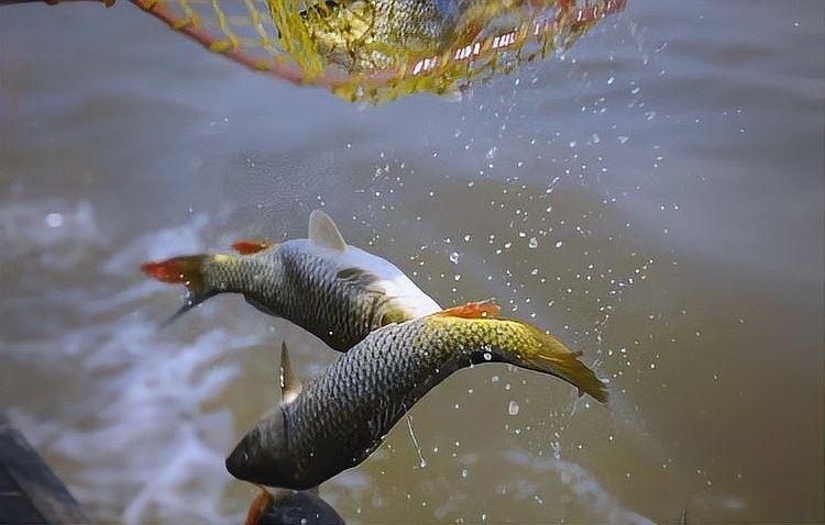 如何合法地放生龍魚？（/龜池門票多少錢/龜池門票多少錢）