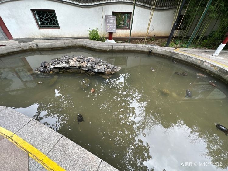 如何合法地放生龍魚？（/龜池門票多少錢/龜池門票多少錢）