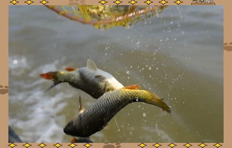 如何合法地放生龍魚？（/龜池門票多少錢/龜池門票多少錢）
