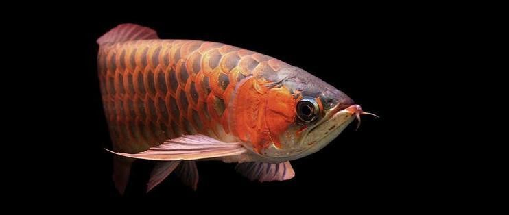 西和龍魚（關于西和龍魚的知識）