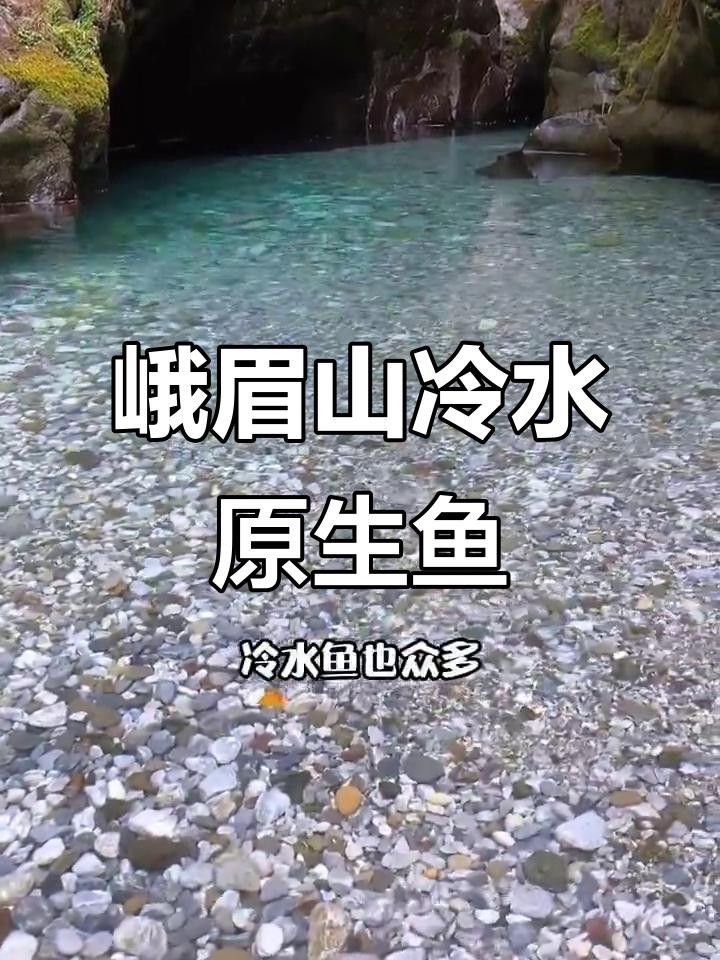峨眉山冷水魚是什么魚（峨眉山冷水魚是指哪些魚） 峨眉山冷水魚是什么魚（峨眉山冷水魚是指哪些魚） 觀賞魚百科 第1張