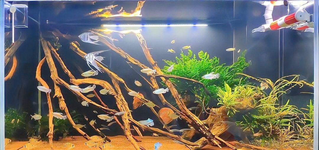 沉木不清洗會有什么后果？（沉木不清洗會帶來什么后果？）