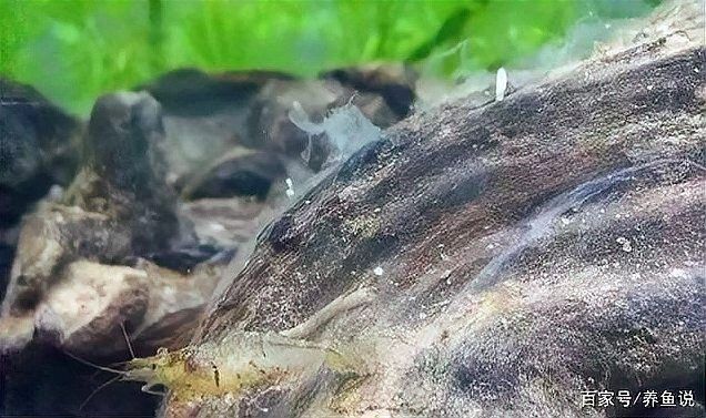 沉木不清洗會有什么后果？（沉木不清洗會帶來什么后果？）