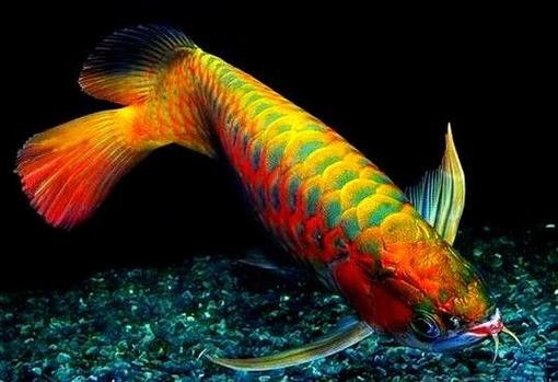 本溪滿族紅龍魚（本溪滿族紅龍魚市場價格是什么本溪滿族紅龍魚的繁殖方法） 本溪滿族紅龍魚（本溪滿族紅龍魚市場價格是什么本溪滿族紅龍魚的繁殖方法） 觀賞魚百科 第6張