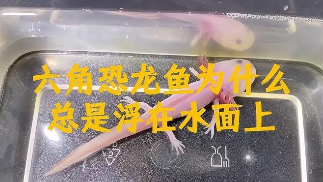 哪些因素會影響恐龍魚的行為（關于恐龍魚的一些問題）