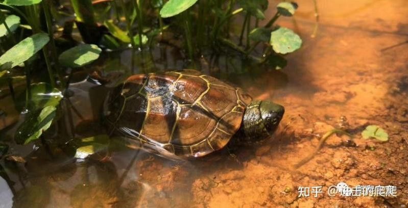 換水時應該注意哪些事項（養龜換水時需要注意哪些事項，錦鯉換水的正確方法）