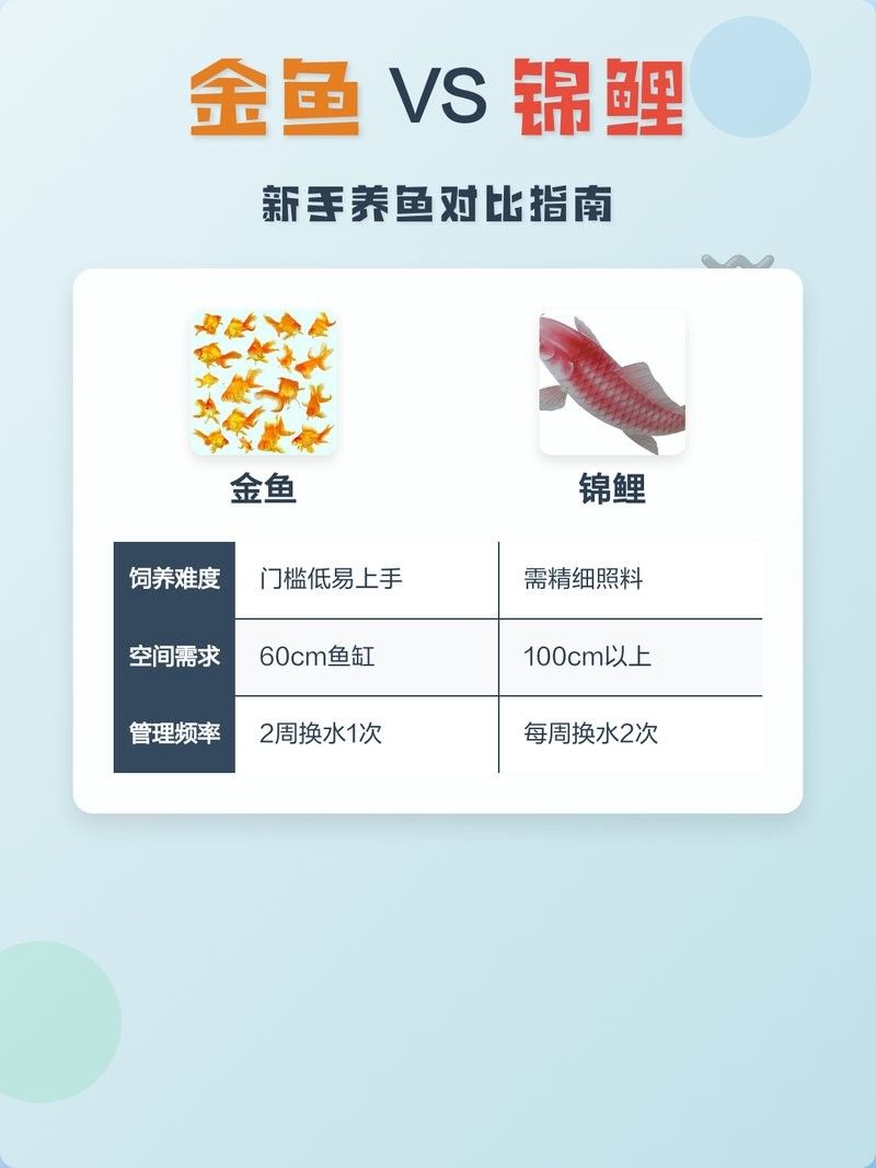 金魚與錦鯉哪個好養（金魚和錦鯉哪個好養）