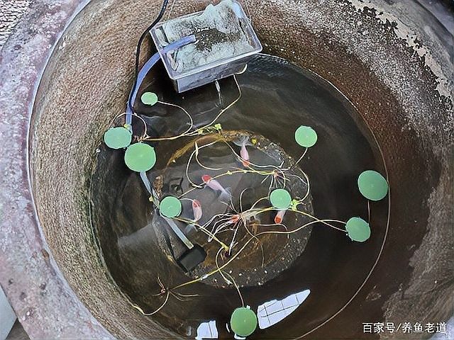 金魚與錦鯉哪個好養（金魚和錦鯉哪個好養）