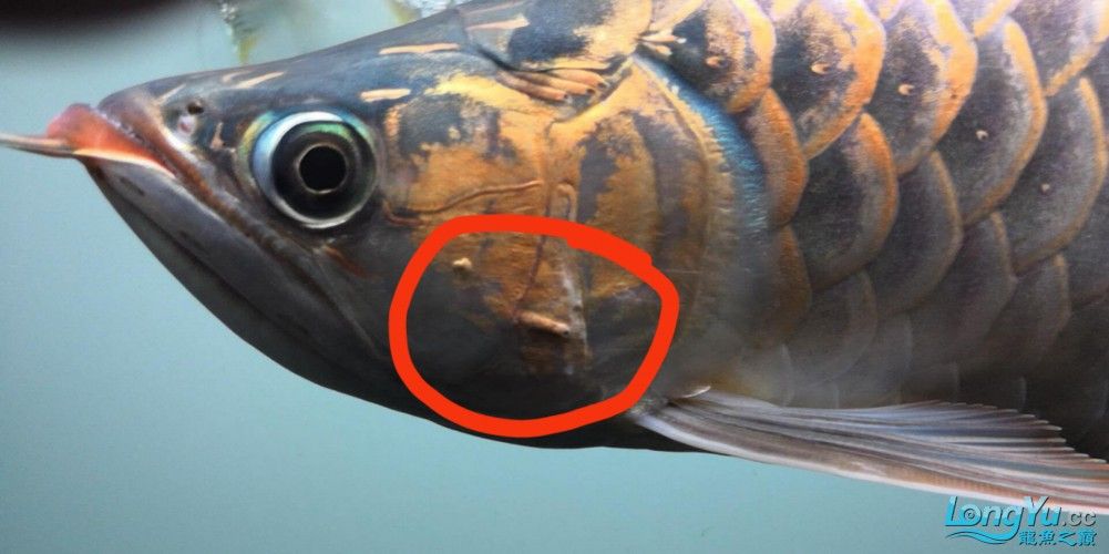 龍魚鰓病有什么癥狀圖片（養(yǎng)魚筆記第3季103集龍魚鰓病癥狀及治療全解析）