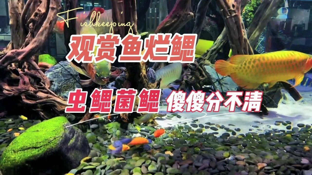 龍魚鰓病有什么癥狀圖片（養(yǎng)魚筆記第3季103集龍魚鰓病癥狀及治療全解析）