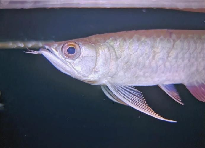 龍魚鰓病有什么癥狀圖片（養(yǎng)魚筆記第3季103集龍魚鰓病癥狀及治療全解析）