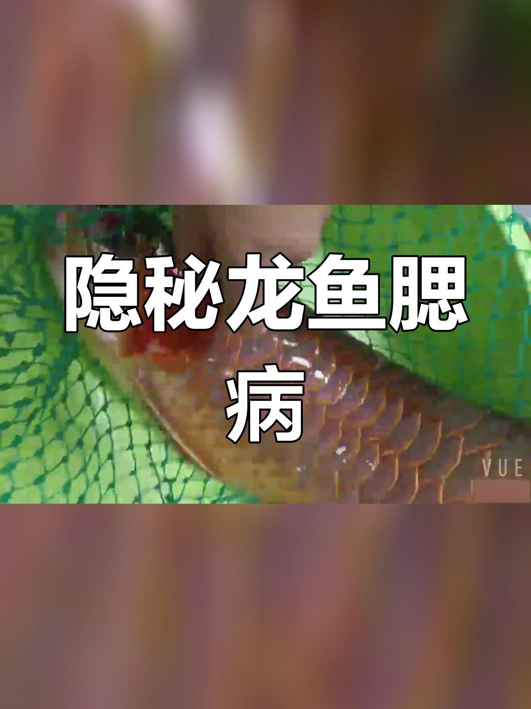 龍魚鰓病有什么癥狀圖片（養(yǎng)魚筆記第3季103集龍魚鰓病癥狀及治療全解析）