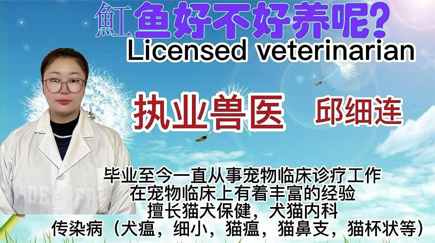 飛鳳魚和魟魚的價格是多少（鳳魚和魟魚的價格因地區(qū)、品種、健康狀況以及市場供需情況而異）