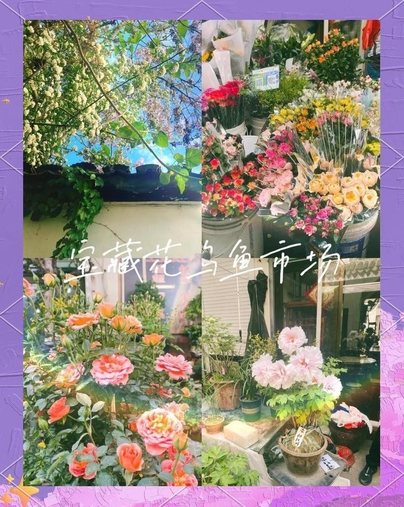 蘇州還有哪些龍魚市場？（蘇州的龍魚市場主要集中在古城區內） 蘇州還有哪些龍魚市場？（蘇州的龍魚市場主要集中在古城區內） 龍魚百科 第2張