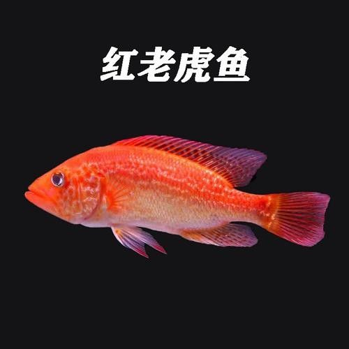 給我一些紅老虎魚和金龍魚混養的圖片（紅老虎魚與金龍魚混養的圖片資源及相關混養建議）