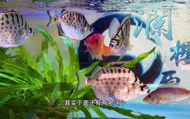 給我一些紅老虎魚和金龍魚混養的圖片（紅老虎魚與金龍魚混養的圖片資源及相關混養建議）