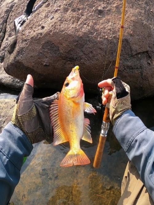 給我一些紅老虎魚和金龍魚混養的圖片（紅老虎魚與金龍魚混養的圖片資源及相關混養建議）