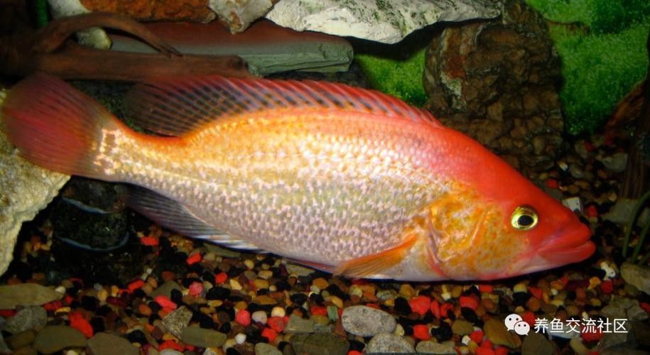 給我一些紅老虎魚和金龍魚混養的圖片（紅老虎魚與金龍魚混養的圖片資源及相關混養建議）