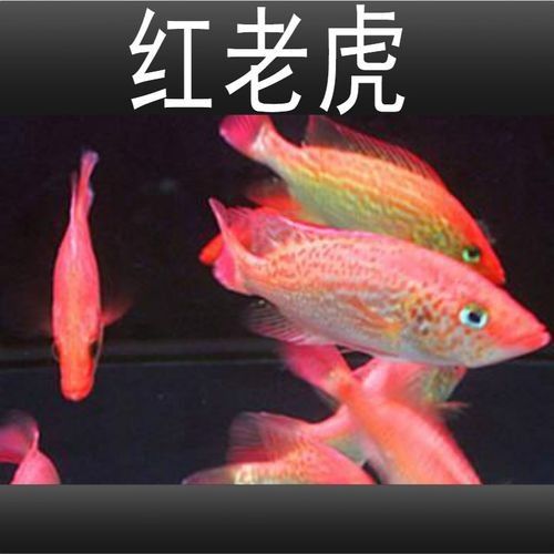 給我一些紅老虎魚和金龍魚混養的圖片（紅老虎魚與金龍魚混養的圖片資源及相關混養建議）