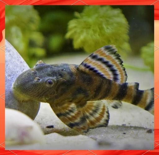 給我一些紅老虎魚和金龍魚混養的圖片（紅老虎魚與金龍魚混養的圖片資源及相關混養建議）