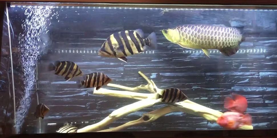 給我一些紅老虎魚和金龍魚混養的圖片（紅老虎魚與金龍魚混養的圖片資源及相關混養建議）