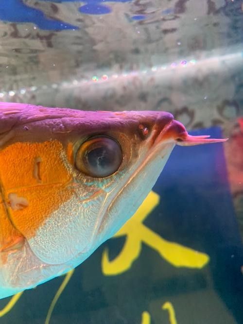 龍魚蒙眼怎么造成的圖片（龍魚蒙眼原因及治療方法）