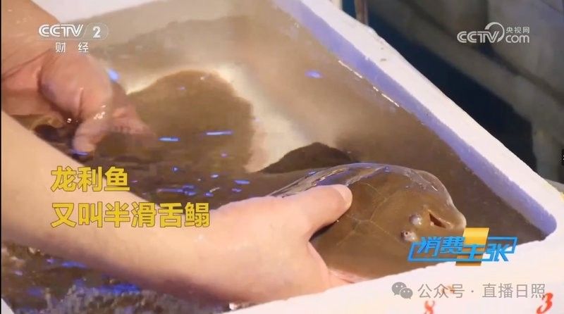 龍利魚的價格是多少？（青春山外揭開“龍利魚”物美價廉的真相央視20分鐘報道）