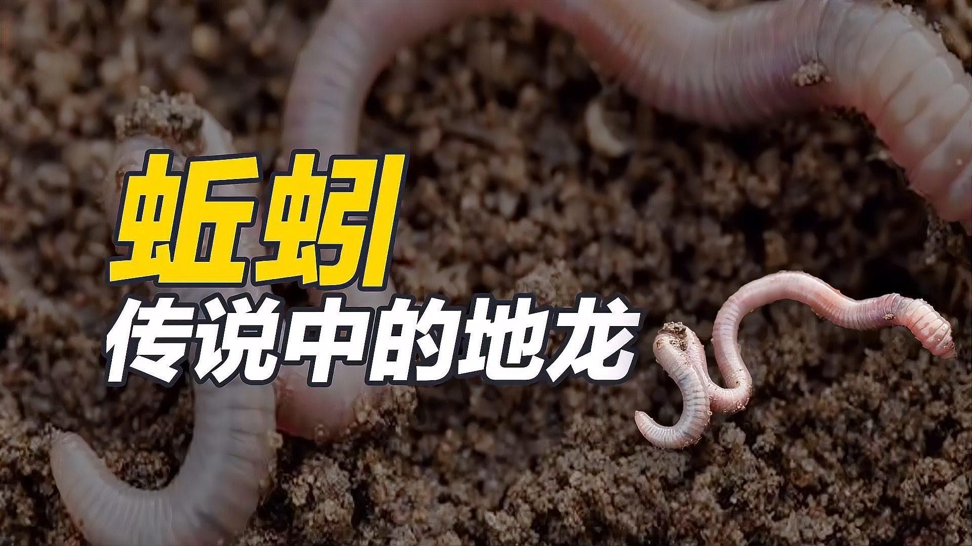 蚯蚓和地龍有什么區別（地龍和蚯蚓是一樣的嗎）