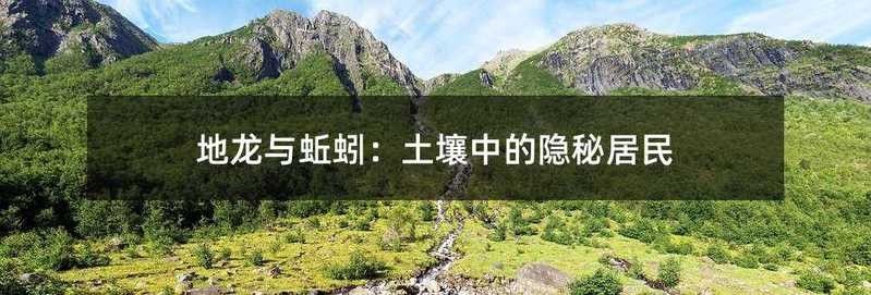 蚯蚓和地龍有什么區別（地龍和蚯蚓是一樣的嗎）
