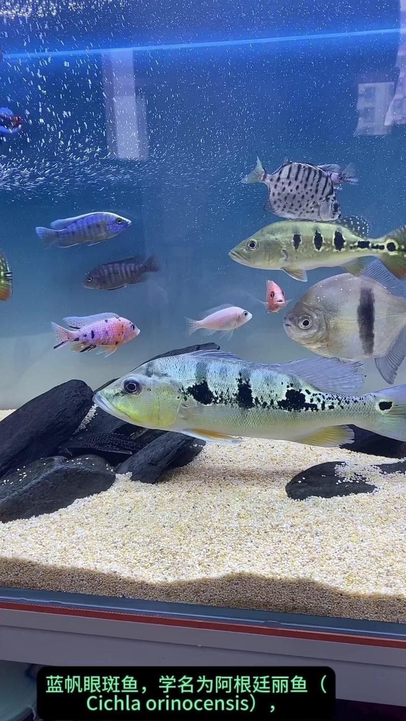 藍帆三間魚是哪三樣（藍帆三間魚是哪三樣藍帆三間魚的飼養難度如何）