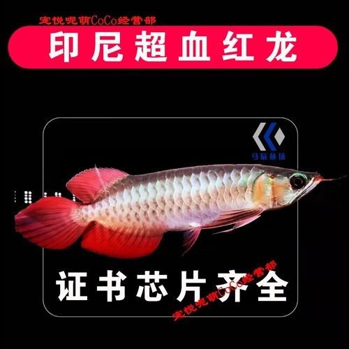 哪里可以買到純種血紅龍魚（印尼紅龍魚純種鳳凰辣椒麒麟紅龍魚活魚觀賞魚活體紅金龍魚）