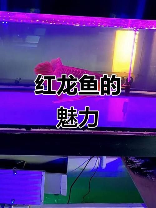 淮陽紅龍魚多少錢一斤（淮陽紅龍魚多少錢一斤淮陽紅龍魚價格波動大嗎）