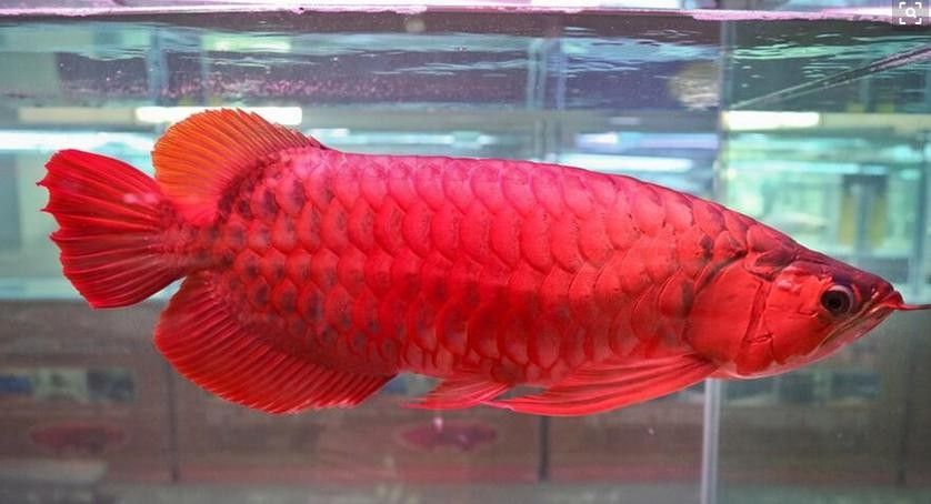 哪種粉色金龍魚品種最稀有（粉色金龍魚和粉紅龍魚哪個更稀有金龍魚品種全解析）