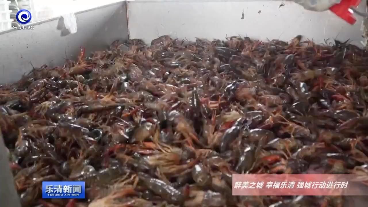 龍蝦批發(fā)樂清（樂清市哪個龍蝦批發(fā)市場規(guī)模大？）