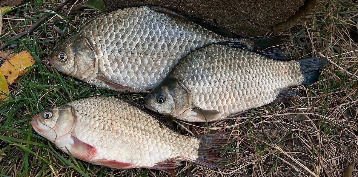 龍魚多久換一次魚糧，龍魚喜歡吃什么類型的魚糧？，成年龍魚喂食頻率取決于多種因素，龍魚喂食頻率取決于多種因素