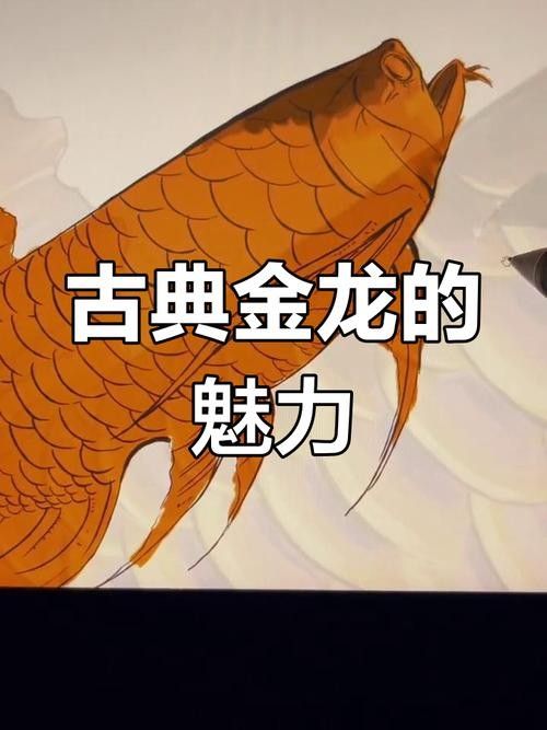 如何判斷金龍魚稀有品種的品相（觀賞魚世界金龍魚等級全解析:如何區(qū)分金龍魚品質(zhì)松仔講魚~）