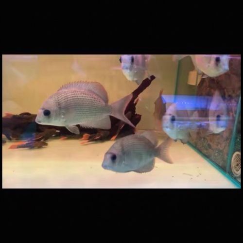 馬拉莫寶石魚是雜牌魚嗎（馬拉莫寶石魚）