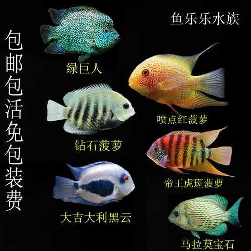 馬拉莫寶石魚是雜牌魚嗎（馬拉莫寶石魚）