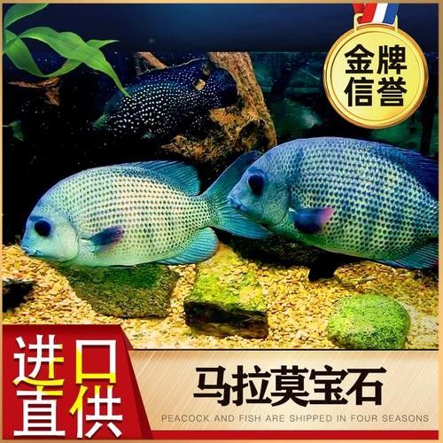 馬拉莫寶石魚是雜牌魚嗎（馬拉莫寶石魚）