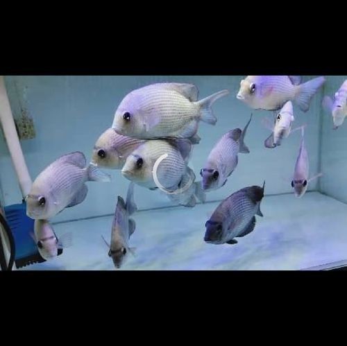 馬拉莫寶石魚是雜牌魚嗎（馬拉莫寶石魚）