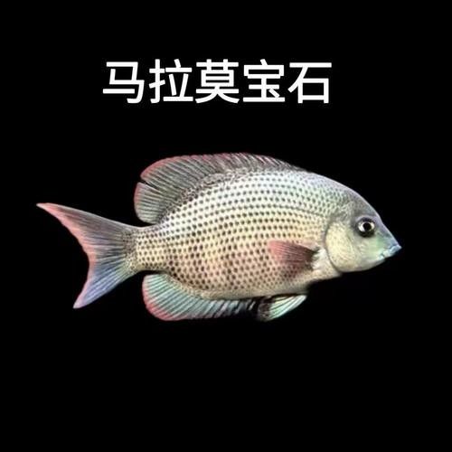 馬拉莫寶石魚是雜牌魚嗎（馬拉莫寶石魚）