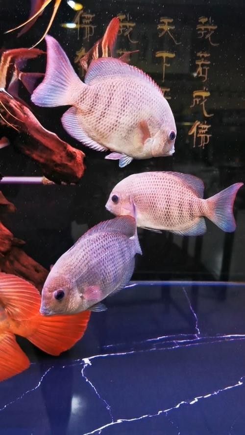 馬拉莫寶石魚是雜牌魚嗎（馬拉莫寶石魚）