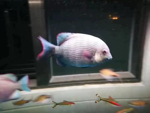 馬拉莫寶石魚是雜牌魚嗎（馬拉莫寶石魚）