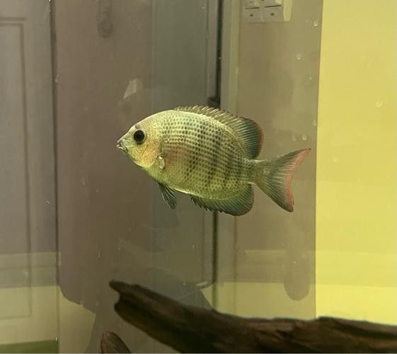 馬拉莫寶石魚是雜牌魚嗎（馬拉莫寶石魚）