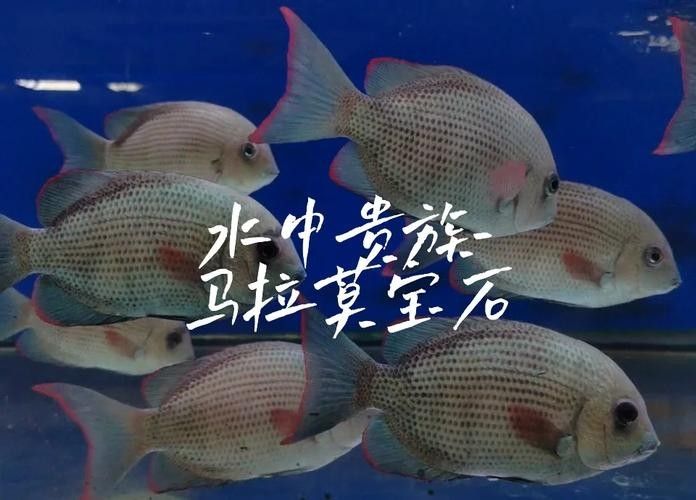 馬拉莫寶石魚是雜牌魚嗎（馬拉莫寶石魚）